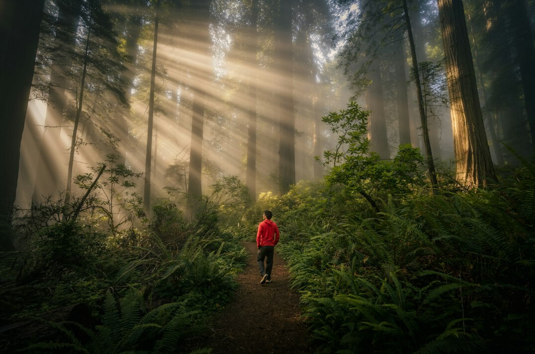 person walking in forest